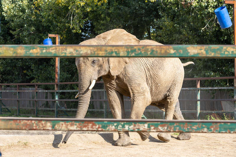 Takeover @ Howletts:- Romney Marsh Beavers & Cubs Make Memories